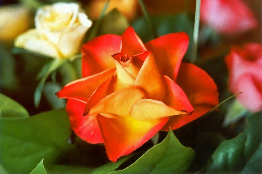 scan_rood-oranje-roos-close-up.jpg